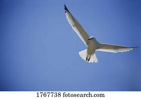 um, gaivota voa, em, a, céu