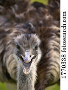 An animal the Emu