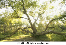 aranha, semelhante, árvore