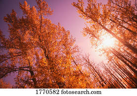 Autumn tree tops