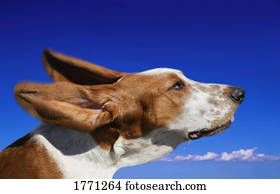 cachorro, encabece nuvens