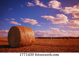 fardos feno, em, campo
