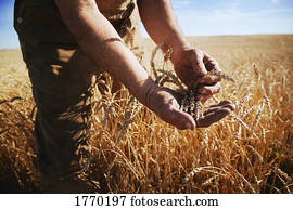 Farmer showing crop