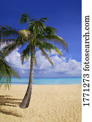 Palm tree on tropical beach