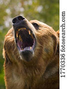 urso, com, boca aberta