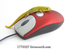 verde, réptil, ligado, rato computador