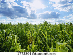 campo, de, crescendo, milho