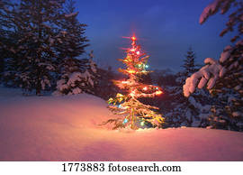 Christmas tree at night