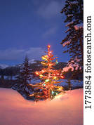 Christmas tree at night