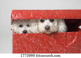 dois, filhotes cachorro, peeking, de, um, caixa