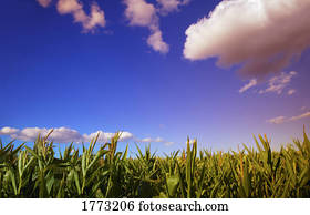 Field of corn against blue sky