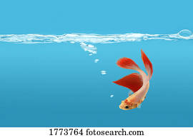 Fighting fish in water