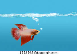 Fighting fish under water