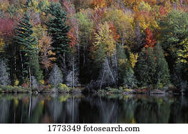 floresta, e, lago, em, a, outono