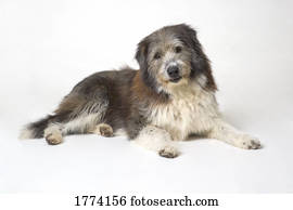 Shaggy Dog Photos | Our Top 1000+ Shaggy Dog Images ...