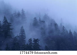 nebuloso, umidade, floresta