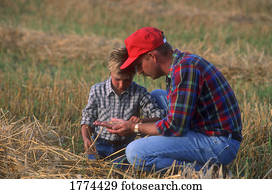 pai filho, olhar, a, colheita
