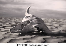 Skull in desert