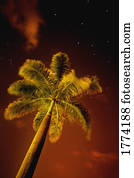 Tropical palm tree at night