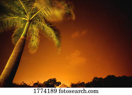 Tropical palm tree at night