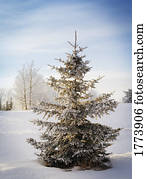 winterlandschaft, und, baum winterlandschaft, und, baum