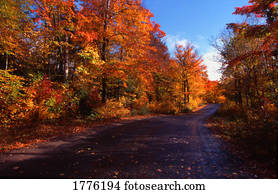 bonito, árvores outono