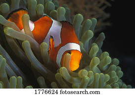 Clown fish hiding