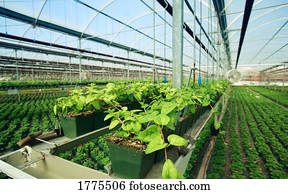 comercial, planta, crescendo