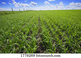 grande, campos, de, verde, colheita