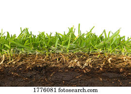 Grass roots and dirt