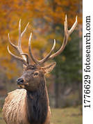 Large elk in Jasper National Park Alberta Canada