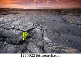 Lava rock with plant