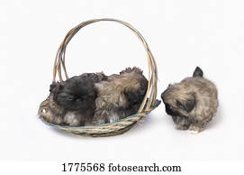 pekingese, filhotes cachorro, em, cesta