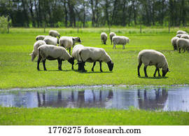 rebanho, de, pastar, sheep