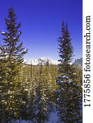 Wintry mountainous forest