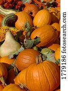 abóbora, exposição