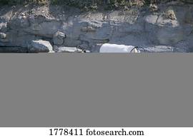 cavalos, puxar, vagão mandril, através, rio