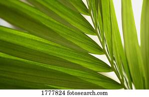 Close up of plant frond