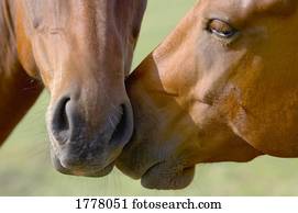 dois, cavalos, com, cabeças tocando