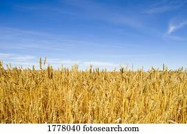 feld, von, weizen feld, von, weizen