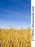 feld, von, weizen feld, von, weizen