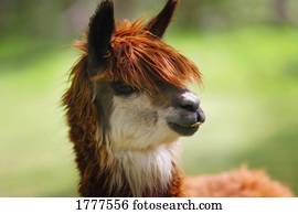 perfil, de, um, lhama