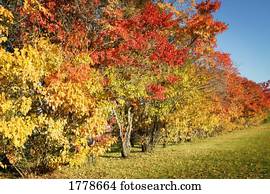 Trees in autumn