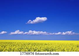 um, campo, de, canola, plantas