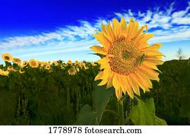 um, campo girassóis