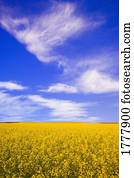 um, canola, campo