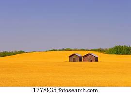 um, fazendeiro, campo