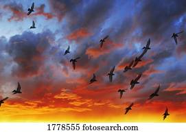 um, rebanho pássaros, em, a, pôr do sol