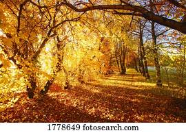 árvores, em, outono