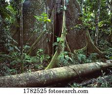 Base of kapok tree in rain forest